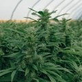 Is thca stronger than thcp?