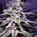 Is a higher thca better?