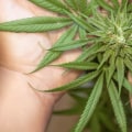 How do i know if a thca preroll has been properly cured?