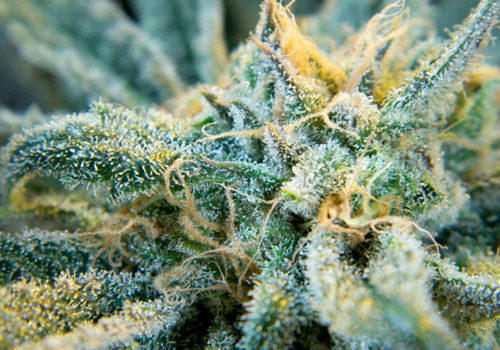 Does thca have psychoactive properties?