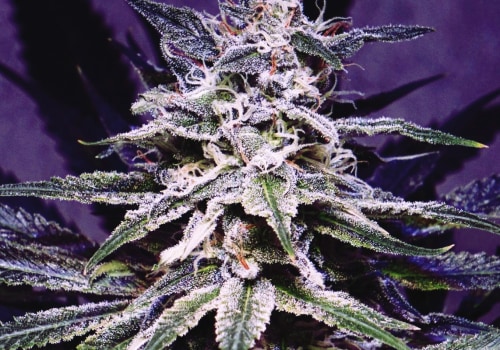 Is a higher thca better?