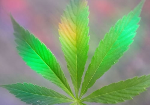 What is the difference between cbd and thca prerolls?